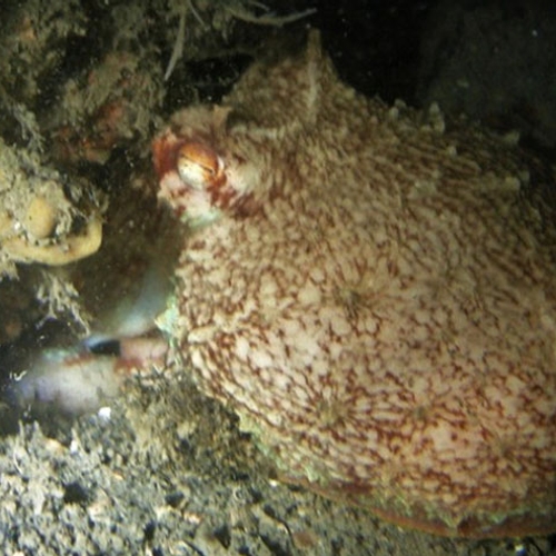 Octopus gesignaleerd in de Oosterschelde