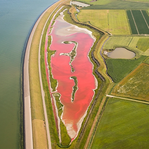 Texels vogelgebied kleurt flamingo-roze