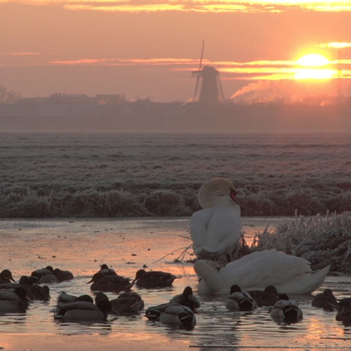 Filmpje: Watervogels op een kluitje in wak