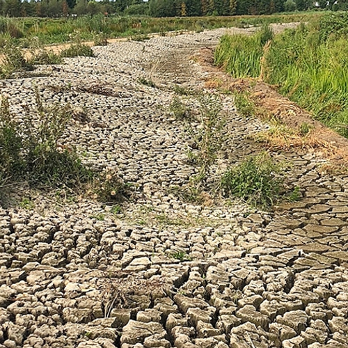 Oost-Nederlandse natuur nog steeds last van droogte