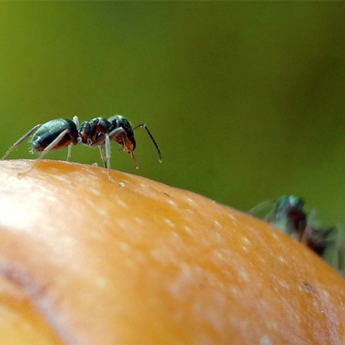 Vijf tips om milieuvriendelijk mierenoverlast tegen te gaan