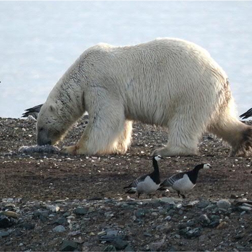Afbeelding van IJsberen op bezoek
