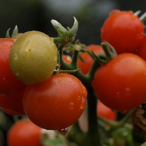 Kijk uit voor deze zeldzame tomateneter