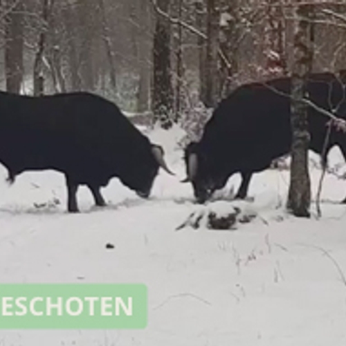 Stierengevecht in een besneeuwd bos