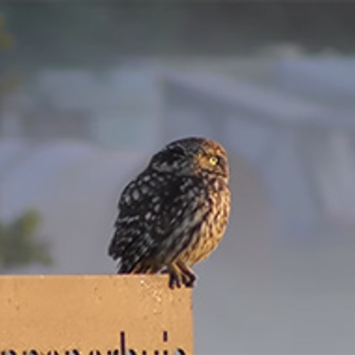 Steenuil op een bordje