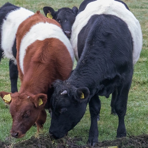 Red de zeldzame koeienrassen