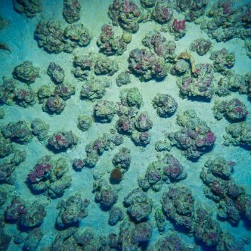 Ontdekking van een nieuw koraalrif bij Saba