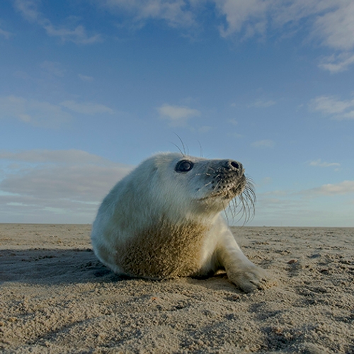 Geboorte zeehond gefilmd
