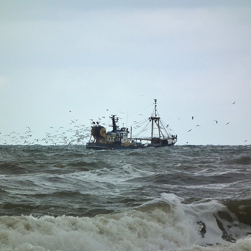 Akkoord voor betere bescherming natuur Noordzeekust