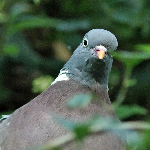 Besmettelijke vogelziekte geconstateerd