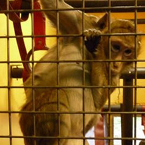 Wetenschappers klonen voor het eerst apen