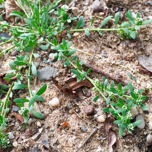 Profiterende pionierplanten