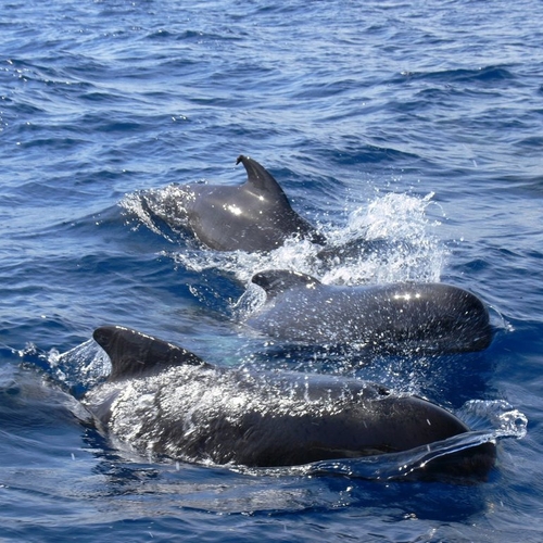 Tientallen dolfijnen stranden op Australische kust