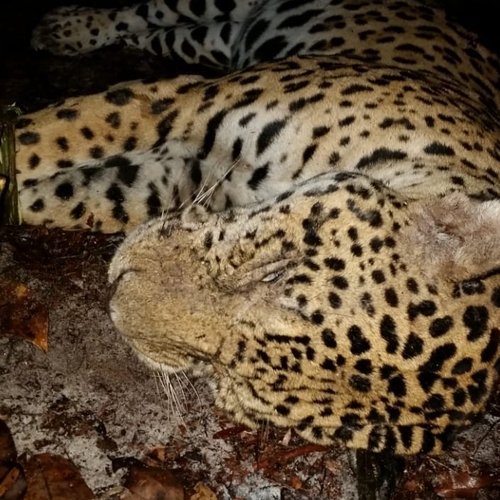 Wilde jaguars gestroopt en illegaal verhandeld voor traditionele ‘medicijnen’