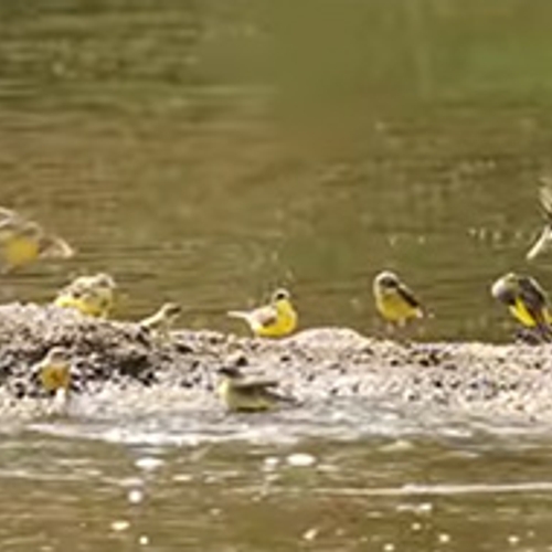 Badderende gele kwikstaarten