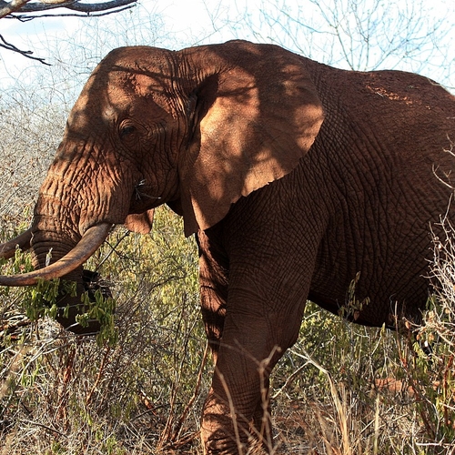 Afrikaanse olifanten slapen bijna niet