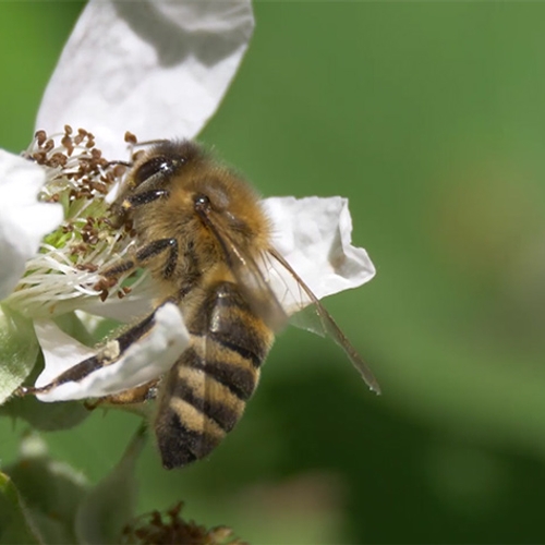 Afbeelding van Bijenbevruchtingsstation Vlieland