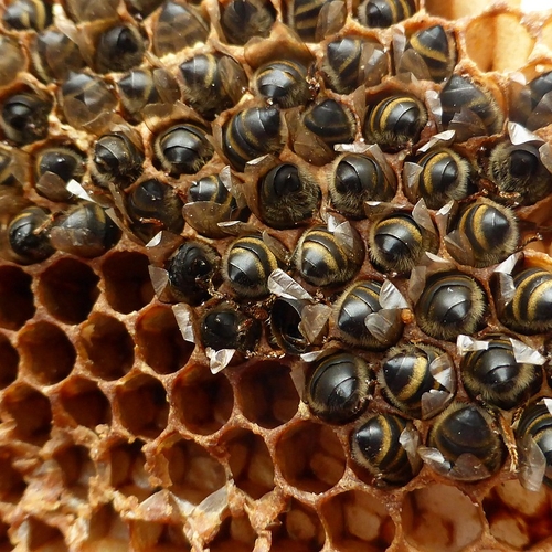 Sierplantenkweker op de korrel om dode bijen