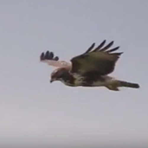 Vliegkunsten van de buizerd