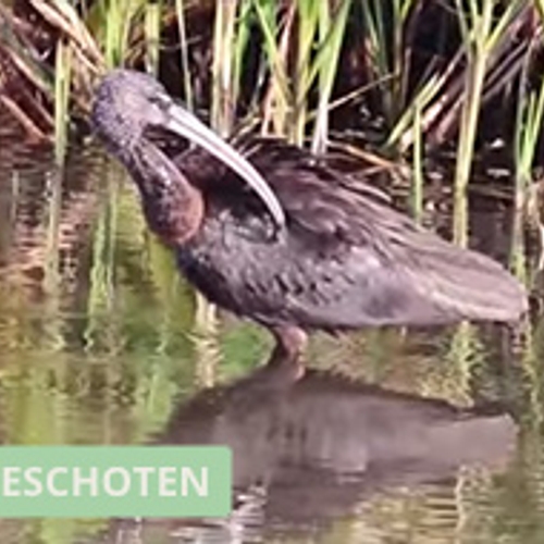Poetsende zwarte ibis