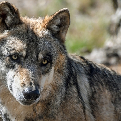 Noorse overheid opnieuw voor de rechter vanwege wolven