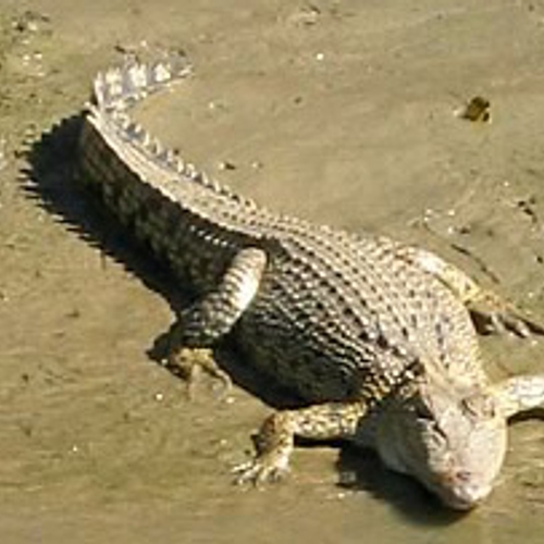 Krokodillen losgelaten in school Darwin
