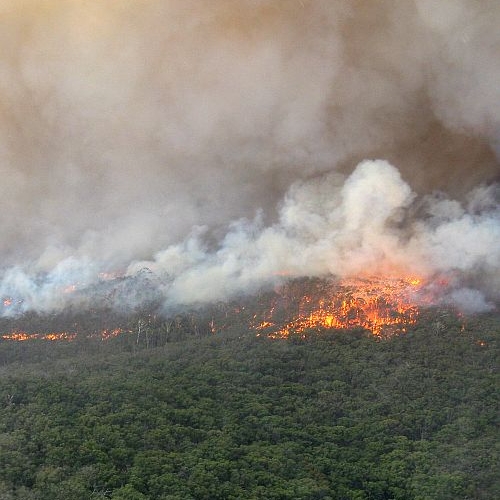 'Stop vernietiging bossen met Europese wet'