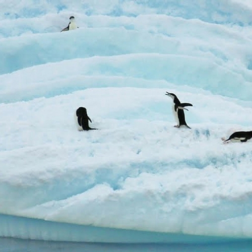 Pinguïnkuikens verhongeren massaal op Antarctica