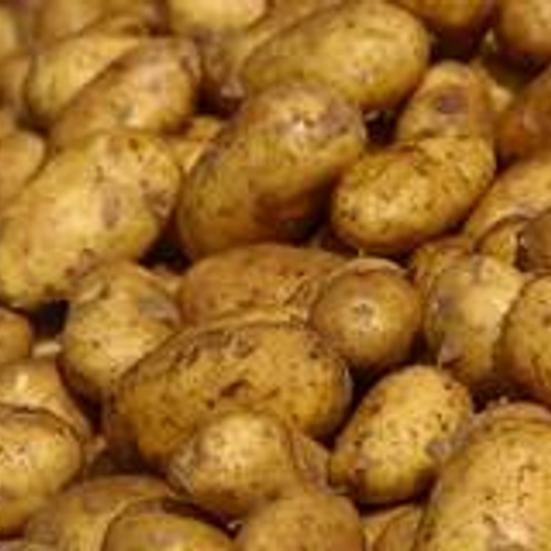 Telers spuiten koper op bio-aardappelen