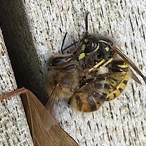 Filmpje: wespen vangen en doden prooien
