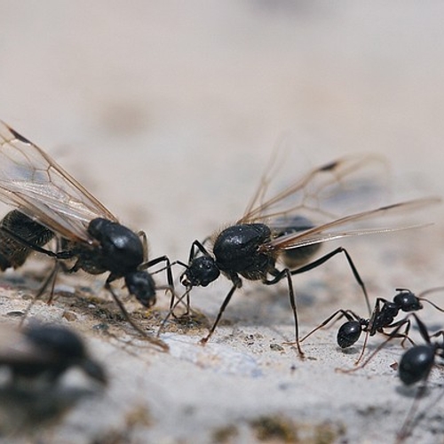 Bodemtelling: meer mieren, minder slakken