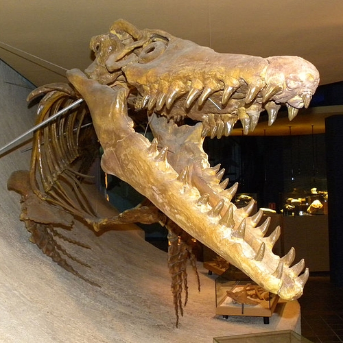 Skelet mosasaurus onder de hamer