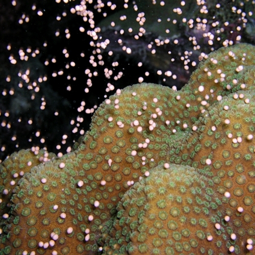 Grote schade aan koraal bij Curaçao