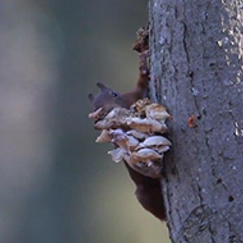 Rode eekhoorn snoept van paddenstoelen