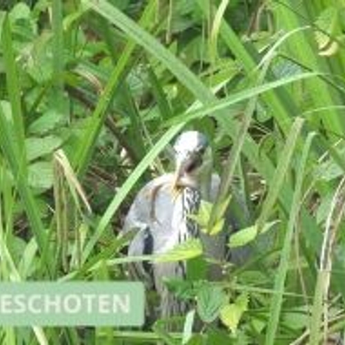 Reiger eet visje