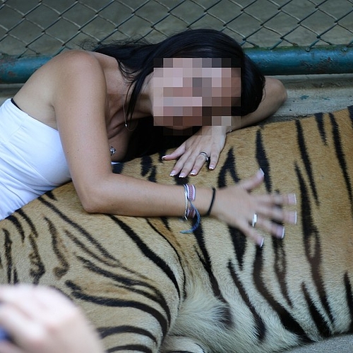 Aantal tijgers in Thais toerisme stijgt