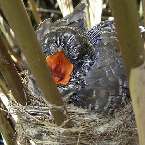 'Beleef de Lente koekoek' valt uit het nest