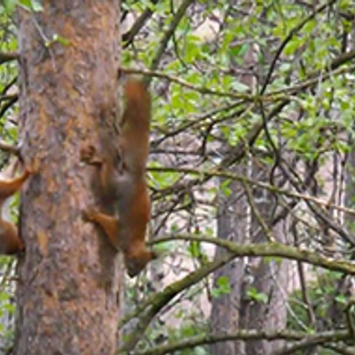 Spelende eekhoorntjes