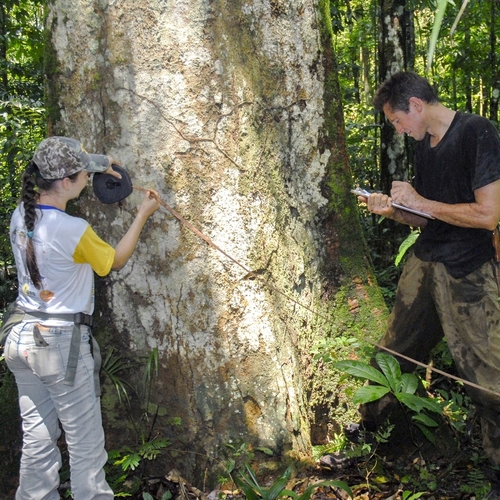 Bomen tellen in de Amazone