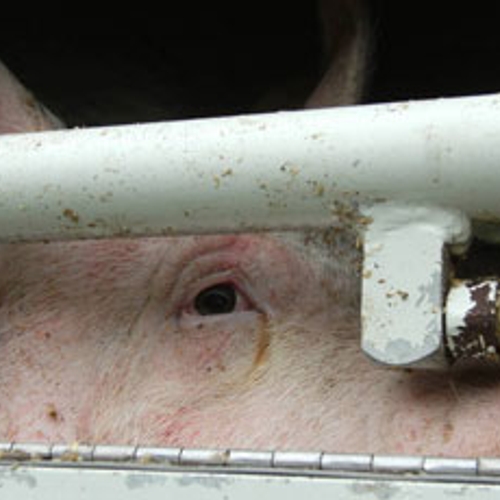 Geheime opnames in varkensstal schokken Duitsland