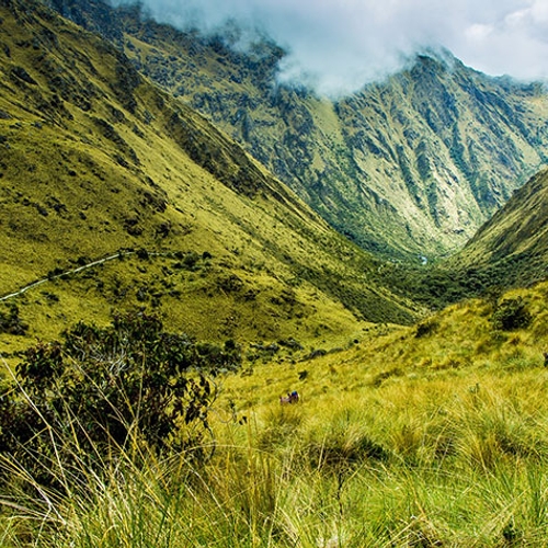 30 meter hoge boomsoort ontdekt in Andes