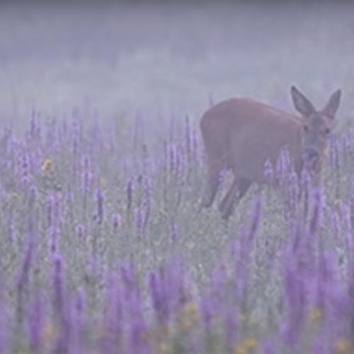 Reeën in kleurrijk veld