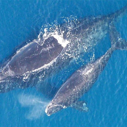 Zes dode walvissen in een maand bij Canada