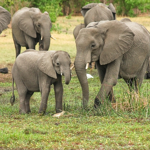 Botswana overweegt plezierjacht op olifanten