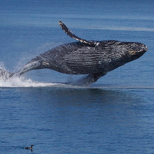 Noorwegen moet stoppen met walvisjacht
