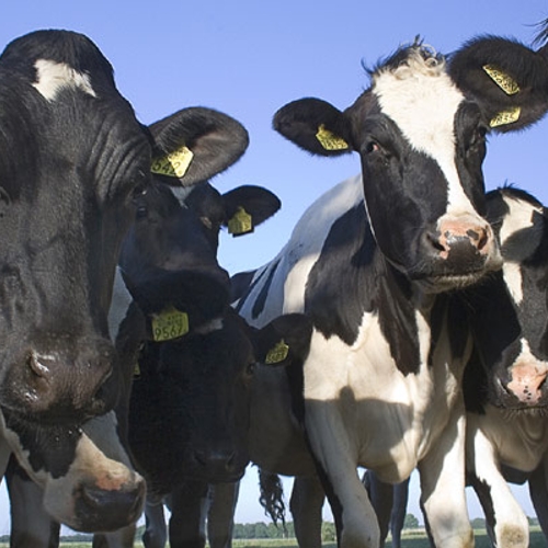 'Dumpprijs melk wordt veel boeren te gortig'