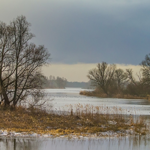 Hennepveld ontdekt in de Biesbosch