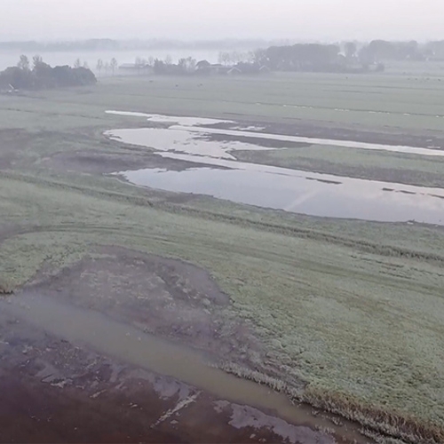 Nieuw moeras in de polder
