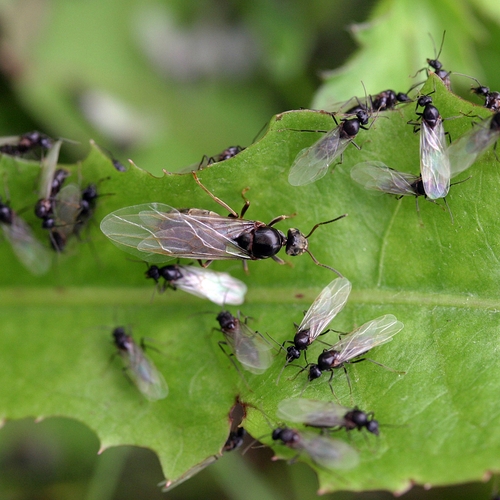 Bruidsvlucht van de vliegende mieren