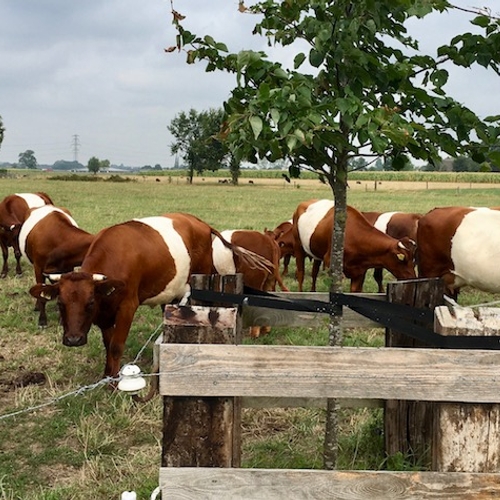 Recordaantal boeren laat koe buiten grazen
